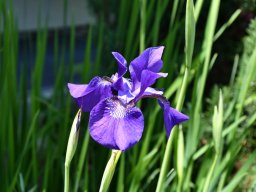 Iris-sibirica