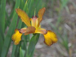 Iris