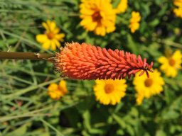 Kniphofia-Royal-Standard