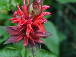 Monarda-didyma