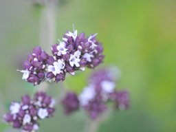 Origanum-vulgare