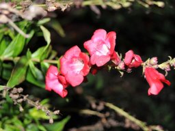 Penstemon