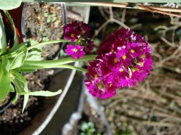 Primula-denticullata