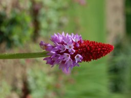 Primula-vialii