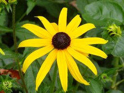 Rudbeckia-fulgida-Goldsturm