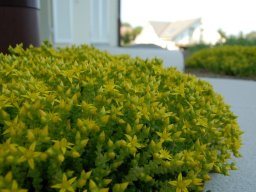 Sedum-acre