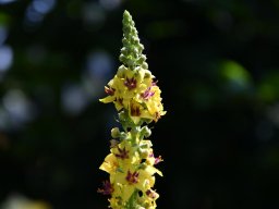 Verbascum-nigrum