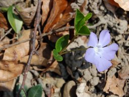 Vinca-minor