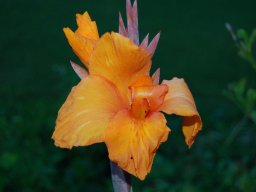Canna-indica