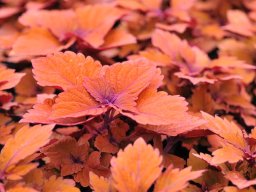 Coleus