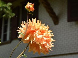 Dahlia-orange