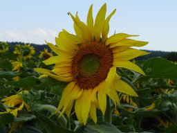 Helianthus-anuus