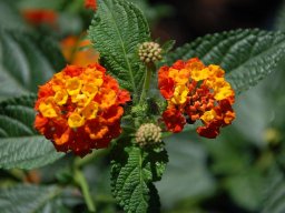 Lantana-camara