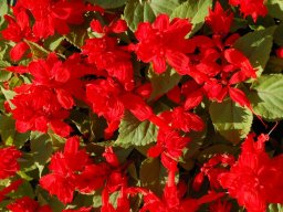 Salvia-splendens
