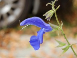 Salvia