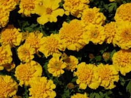Tagetes-patula