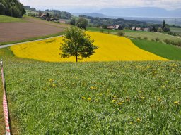 2015-05-Berner-Rundfahrt-2