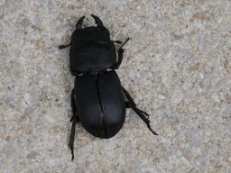 Balkenschroeter
