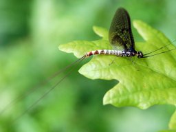 Eintagsfliege