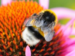Erdhummel