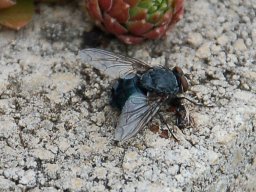 Fliege-2