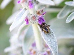 Garten-Wollbiene-mit-Krabbenspinne