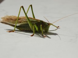 Heupferd