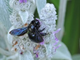 Holzbiene-auf-Stachys