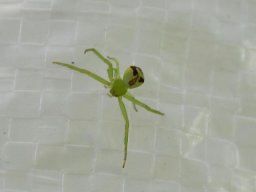 Krabbenspinne