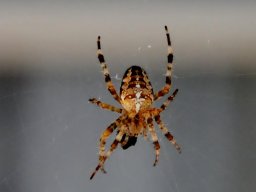 Kreuzspinne