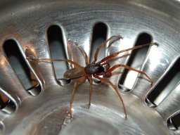 Sechsaugenspinne