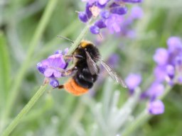 Steinhummel