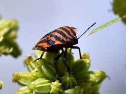 Streifenwanze