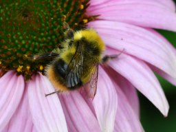 Wiesenhummel