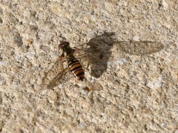 hainschwebfliege