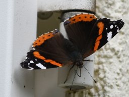 Admiral
