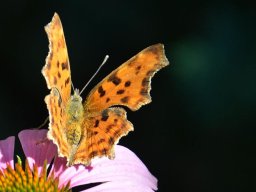 C-Falter