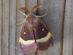 Lasiocampa-quercus-Eichenspinner
