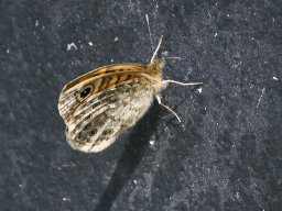 Mauerfuchs