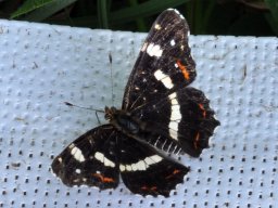 Schillerfalter