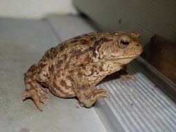 Erdkroete