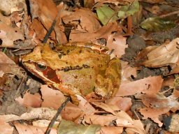 Grasfrosch