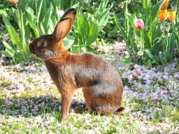 Hase