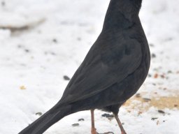 Amsel