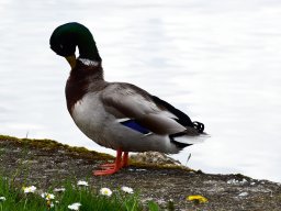 Stockente