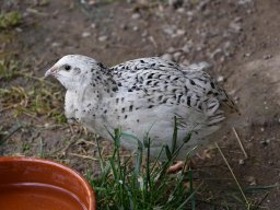 Wachtelhuhn