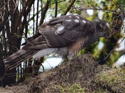 Wanderfalke-2
