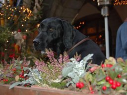 2007-Murten-Weihnachtsausstellung16