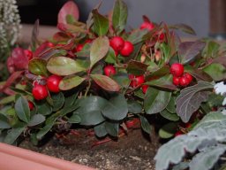 2007-Murten-Weihnachtsausstellung19